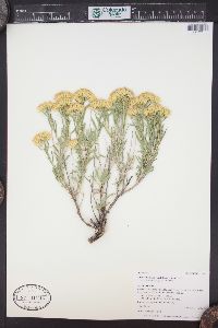 Chrysothamnus viscidiflorus subsp. lanceolatus image