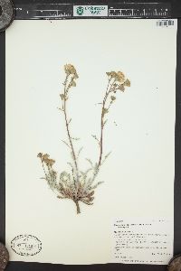 Chaenactis douglasii image