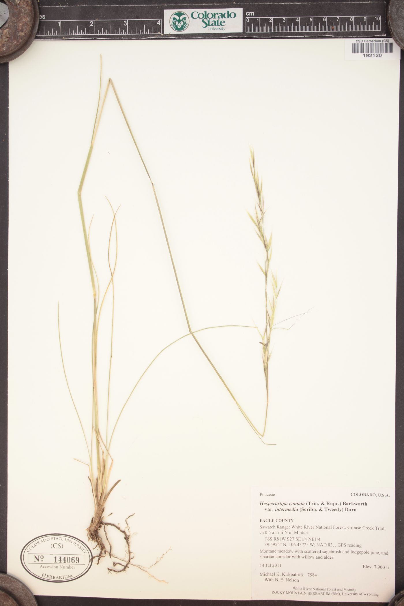 Hesperostipa comata subsp. intermedia image