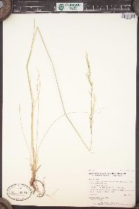 Hesperostipa comata image