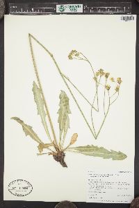 Crepis runcinata subsp. glauca image