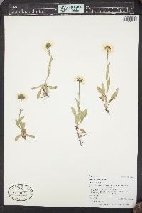 Erigeron coulteri image