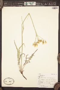 Crepis acuminata image