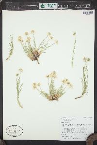 Erigeron engelmannii image