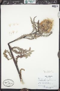 Cirsium eatonii image