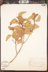 Rhus ovata image