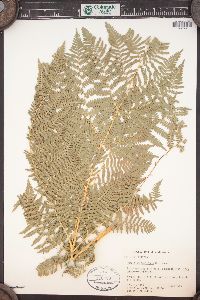 Pteridium aquilinum var. pubescens image