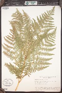 Pteridium aquilinum var. pubescens image