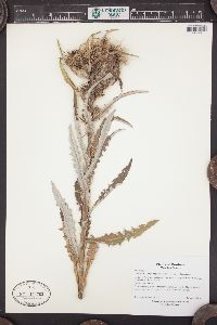 Cirsium longistylum image