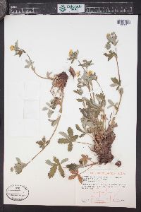 Potentilla pulcherrima image