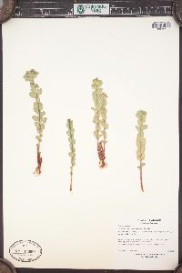 Euphorbia brachycera image