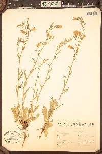 Campanula sibirica image