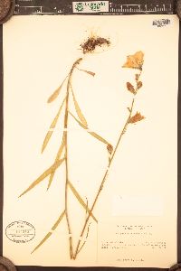 Campanula persicifolia image