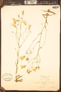 Campanula patula image