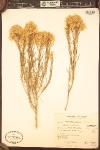 Campanula latifolia image