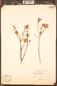 Rhododendron canadense image