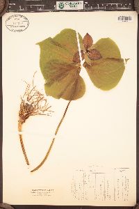 Trillium erectum image