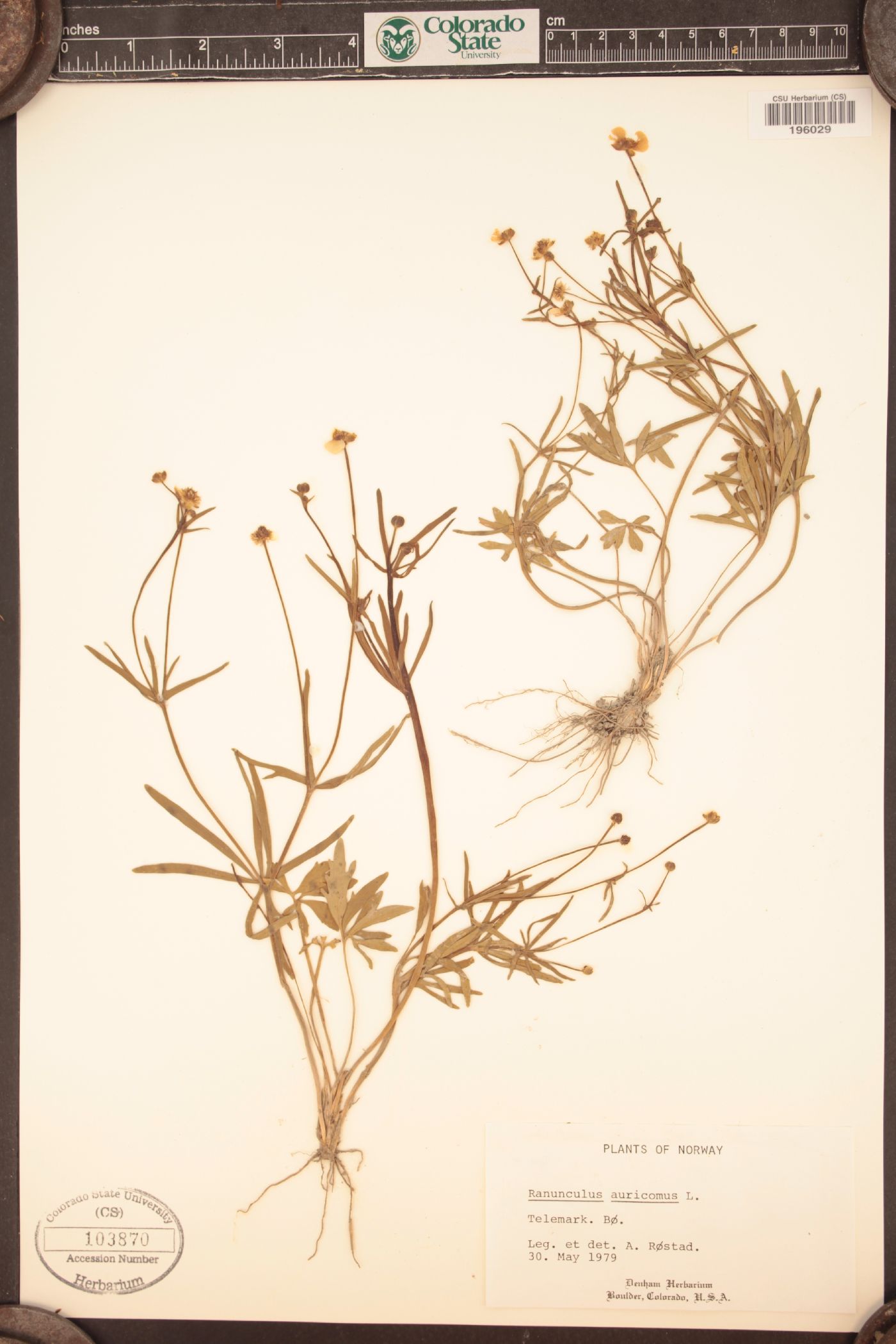 Ranunculus auricomus image