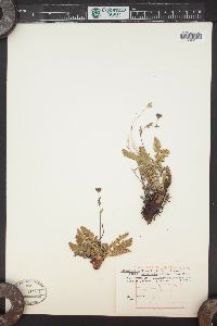 Geum rossii image