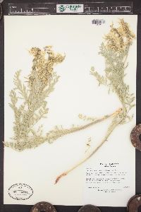 Astragalus drummondii image