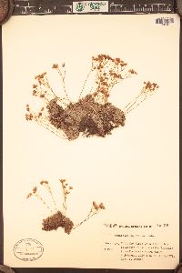 Saxifraga squarrosa image