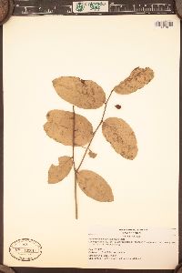 Maytenus obtusifolia image