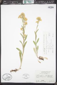 Solidago multiradiata image