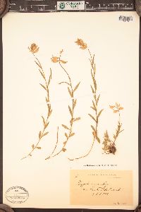 Polygala major image