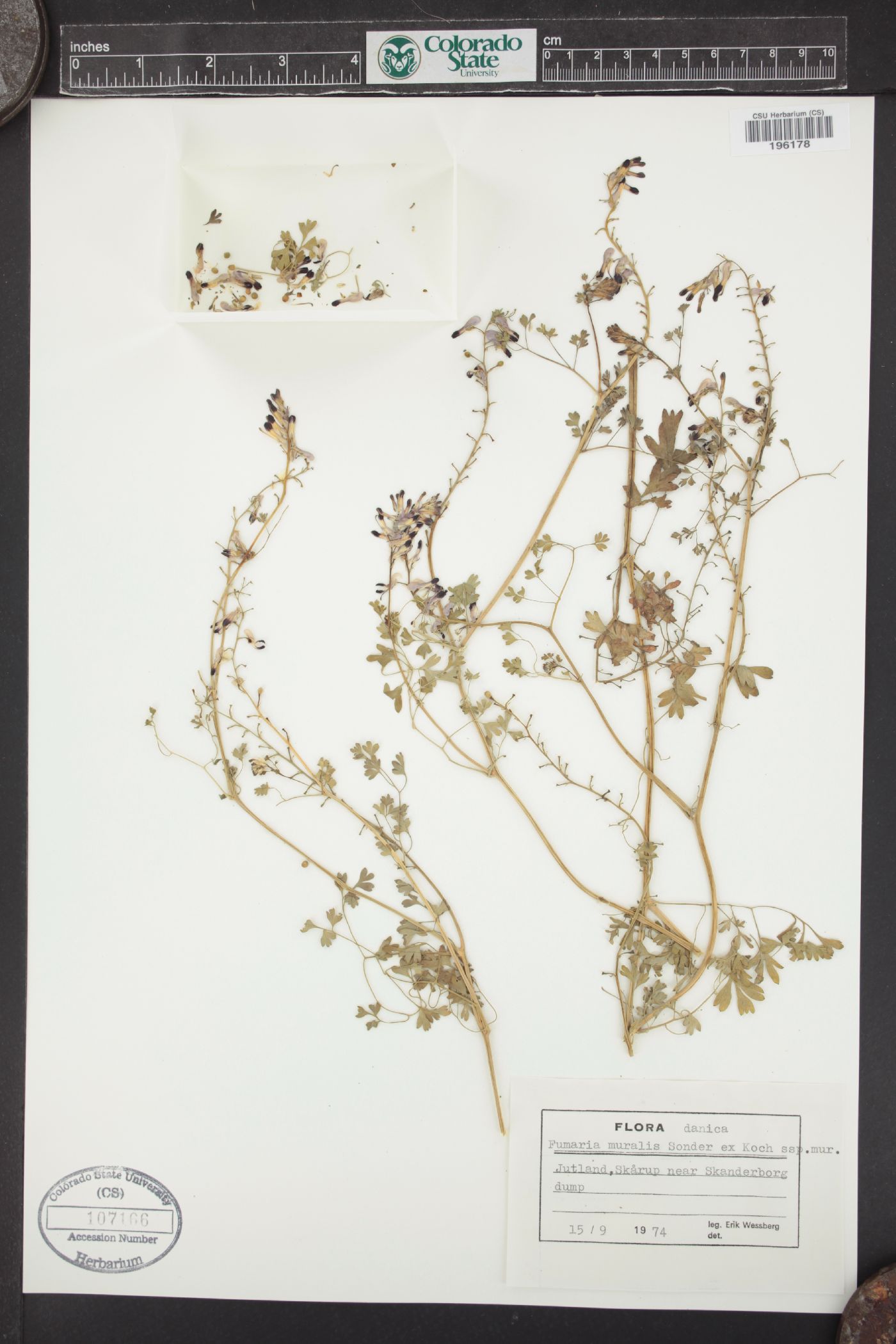 Fumaria muralis image