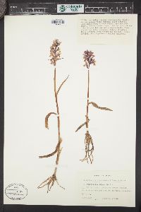 Dactylorhiza traunsteineri image