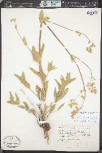 Mirabilis albida image