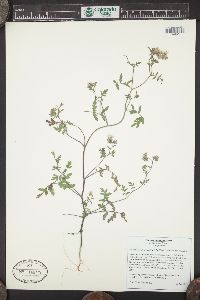 Phacelia vallis-mortae image