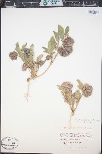 Tripterocalyx micranthus image