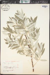 Elaeagnus angustifolia image