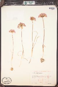 Allium acuminatum image