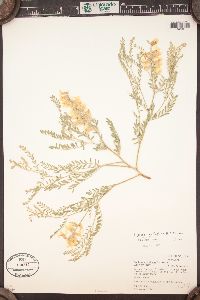 Sophora nuttalliana image