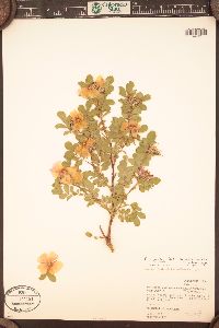 Rosa woodsii image