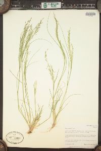 Eragrostis tef image