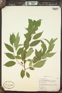 Prunus pensylvanica image