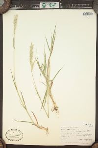 Bothriochloa laguroides image