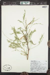 Prosopis glandulosa var. torreyana image