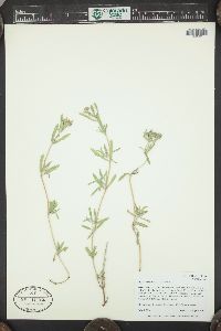 Phyla cuneifolia image