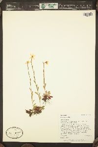 Saxifraga hirculus image