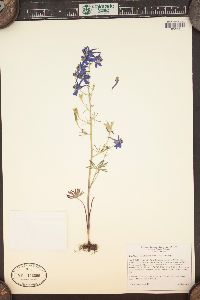 Delphinium nuttallianum image