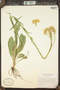 Senecio integerrimus image