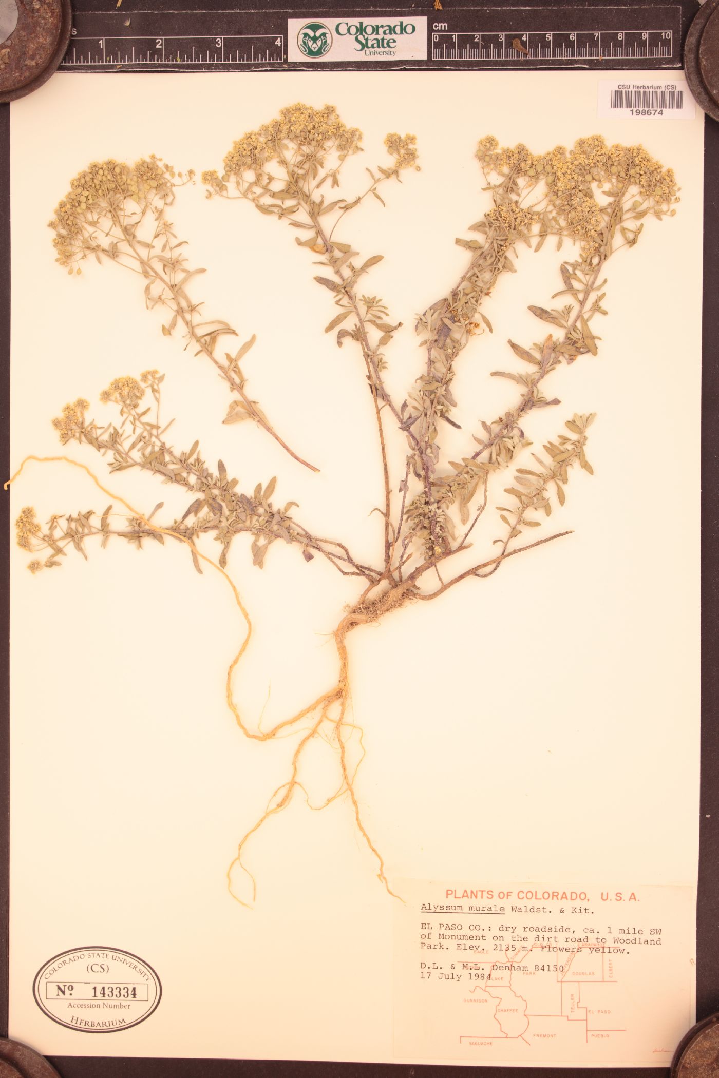 Alyssum murale image