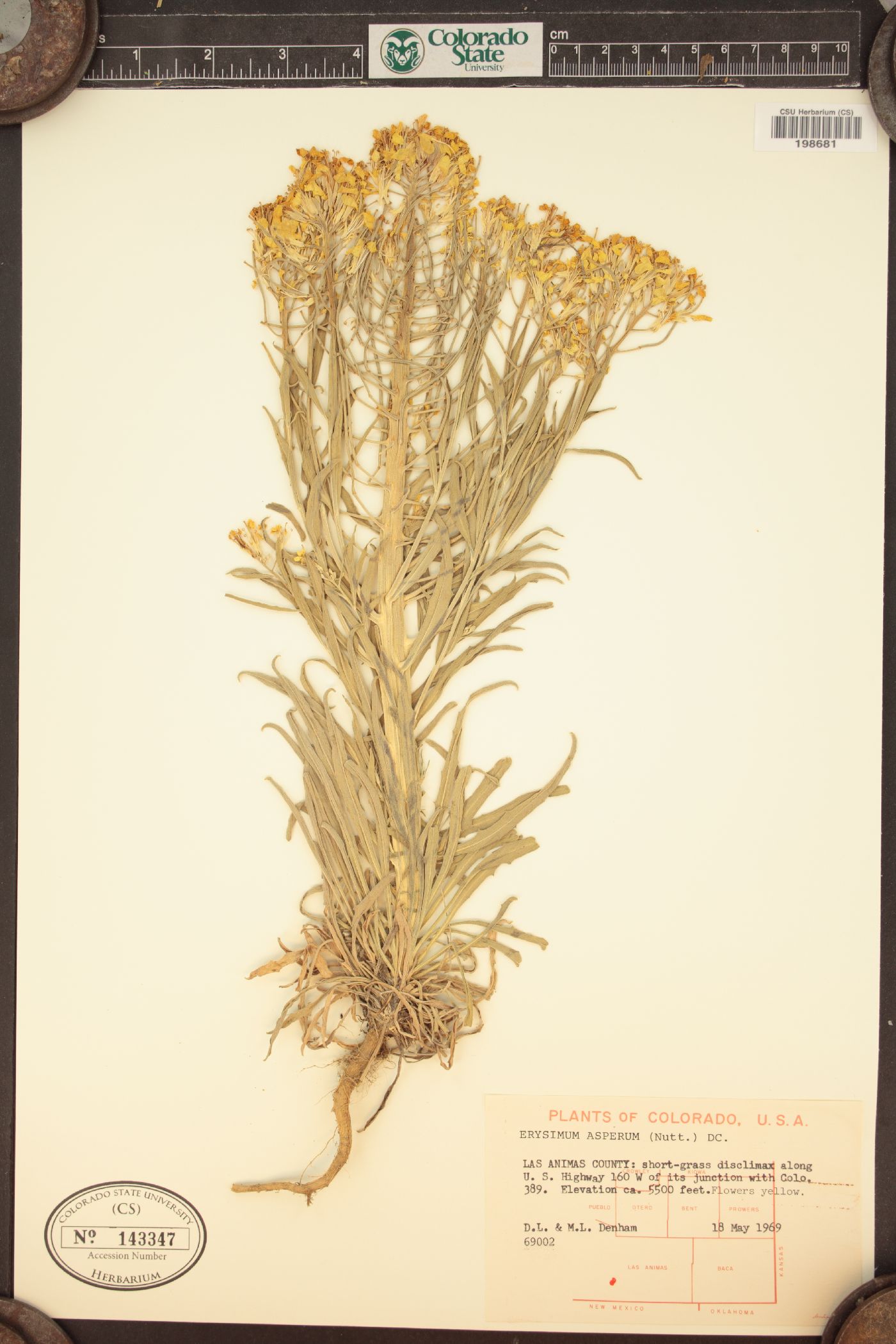 Erysimum asperum image