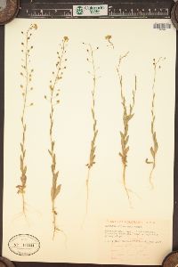 Camelina microcarpa image