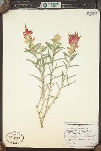 Castilleja integra image