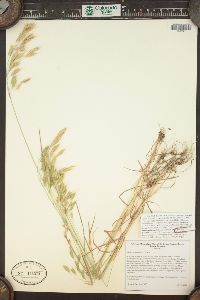 Bromus secalinus image